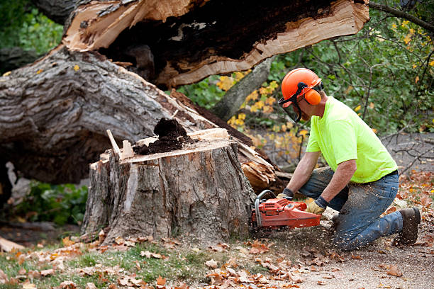 Lawn Renovation and Restoration in Williams, OR