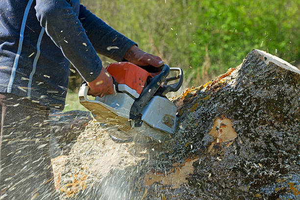 How Our Tree Care Process Works  in  Williams, OR